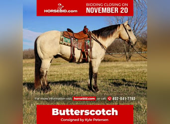 American Quarter Horse, Wallach, 10 Jahre, 157 cm, Buckskin, in Valley Springs, SD,