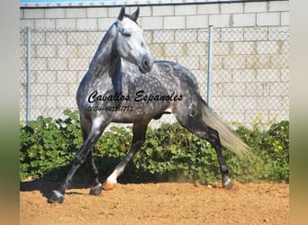 PRE, Hengst, 5 Jahre, 164 cm, Apfelschimmel, in Vejer de la Frontera,