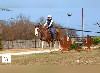 American Paint Horse, Mare, 14 years, 14,3 hh, Roan-Bay, in Weatherford