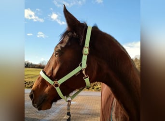 Caballo de deporte alemán, Yegua, 10 años, 170 cm, Castaño oscuro, in Weißenburg in Bayern