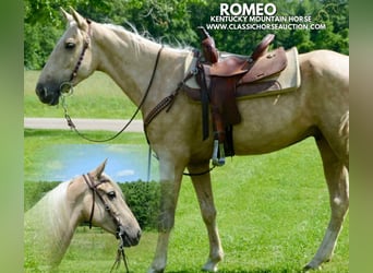 Kentucky Mountain Saddle Horse, Wallach, 5 Jahre, 152 cm, Palomino, in Park Hills, MO