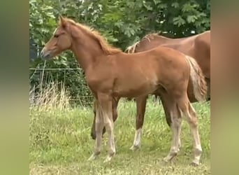 Stallion 