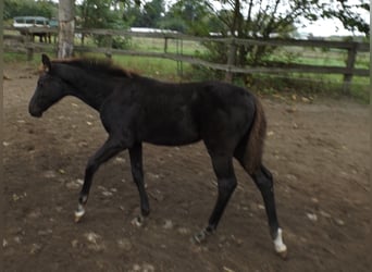 Trakehner, Mare, Foal (06/2024), Black, in Falkensee,