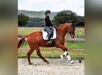Spanisches Sportpferd, Stute, 6 Jahre, 174 cm, Fuchs, in Sevilla