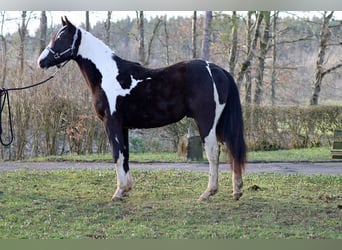 Paint Horse, Hongre, 2 Ans, 153 cm, Tobiano-toutes couleurs, in Hellenthal,