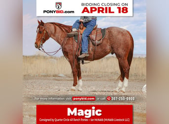 Quarter Pony, Wallach, 13 Jahre, 135 cm, Roan-Red, in Cody, WY,