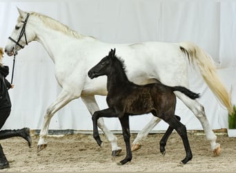 Westphalian, Stallion, Foal (03/2024), Bay-Dark, in Wysin,