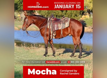 Quarter horse américain, Hongre, 4 Ans, 150 cm, Bai cerise, in Joshua, TX,