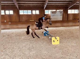 PRE, Mare, 14 years, 14.2 hh, Dun, in WeidlingbachKlosterneuburg,