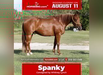 American Quarter Horse, Gelding, 6 years, 14,2 hh, Sorrel, in Graham, TX