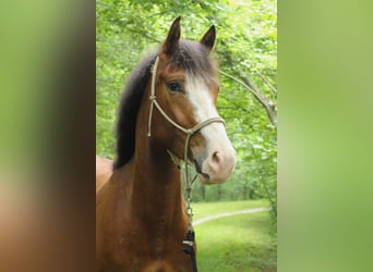 Freiberger, Gelding, 4 years, 15.1 hh, Bay-Dark, in Kerns,