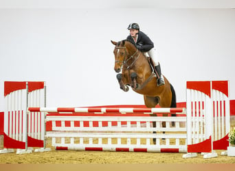 KWPN, Mare, 6 years, 15.3 hh, Brown, in Waddinxveen,