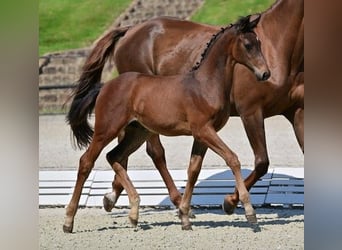Tysk sporthäst, Hingst, 1 år, Brun, in Farsleben,