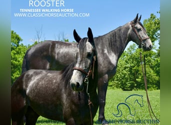 Tennessee Walking Horse, Valack, 5 år, 152 cm, Grå, in Salt Lick, KY,