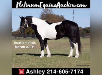 American Quarter Horse, Ruin, 11 Jaar, Tobiano-alle-kleuren, in Weatherford TX,