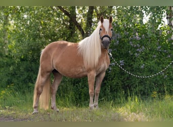 Haflinger, Merrie, 7 Jaar, 154 cm, Vos, in Trebbin,