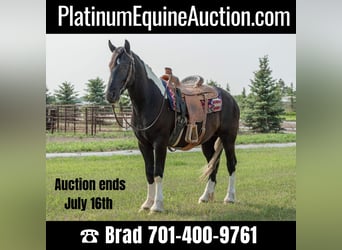 Friesian horses, Gelding, 5 years, 16.1 hh, Tobiano-all-colors, in Bismark ND,