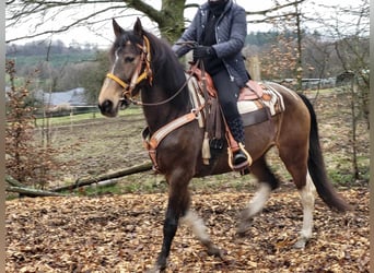 Pintos, Merrie, 8 Jaar, 157 cm, Gevlekt-paard, in Linkenbach,