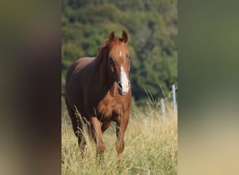 American Quarter Horse, Stute, 8 Jahre, 146 cm, Fuchs, in Mansfeld,