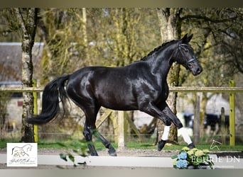 Hanoverian, Mare, 3 years, 16 hh, Black, in Lavacherie,