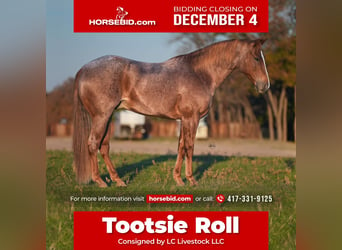 Quarter horse américain, Hongre, 9 Ans, 152 cm, Rouan Rouge, in Weatherford, TX,