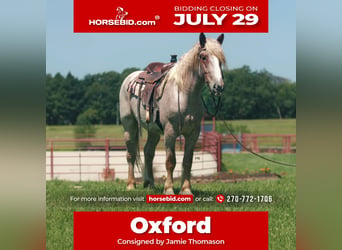 Draft Horse, Gelding, 3 years, 16.3 hh, Roan-Red, in Auburn, KY,