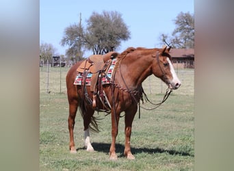 American Quarter Horse, Gelding, 11 years, 14,3 hh, Chestnut, in Lipan TX,
