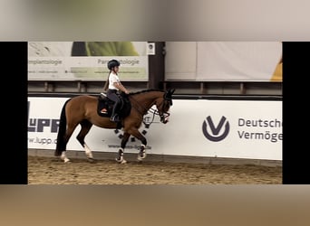 Paint Horse, Yegua, 14 años, 153 cm, Castaño, in Darmstadt,
