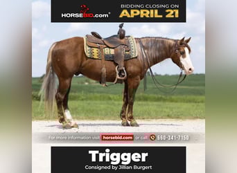 Quarter Pony, Gelding, 6 years, 14.1 hh, Chestnut, in Unionville, MO