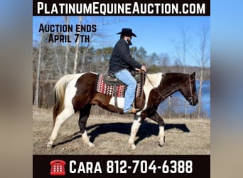 Quarter horse américain, Hongre, 16 Ans, 157 cm, Tobiano-toutes couleurs, in Borden IN,