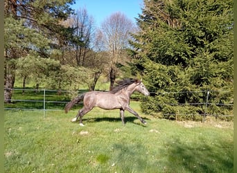 PRE, Hengst, 2 Jahre, 158 cm, Schimmel, in Langschlag