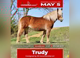 Draft Horse Mix, Mare, 5 years, 14,3 hh, Chestnut, in Mccurtain, OK,