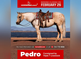 American Quarter Horse, Gelding, 11 years, 15 hh, Palomino, in Fergus Falls,