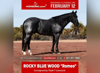 Quarter horse américain, Hongre, 5 Ans, 152 cm, Rouan Bleu, in Aguila,