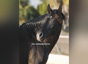 PRE Croisé, Étalon, 6 Ans, 162 cm, Noir, in Sevilla
