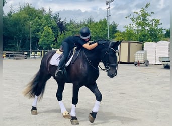 Irish Sport Horse, Wallach, 4 Jahre, 167 cm, Rappe, in Mountrath