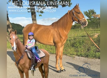 Tennessee Walking Horse, Wallach, 10 Jahre, 152 cm, Rotfuchs, in Sneedville,TN,
