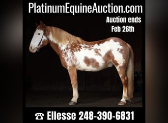 Quarter horse américain, Hongre, 14 Ans, 168 cm, Overo-toutes couleurs, in Highland MI,