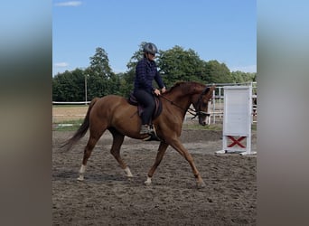 Polski koń sportowy, Klacz, 6 lat, 162 cm, Kasztanowata, in Ostrów Wielkopolski
