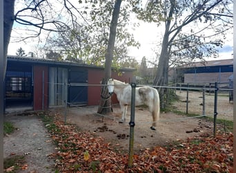 Paddock-Box in Offenstall Nähe Göttingen / Witzenhausen