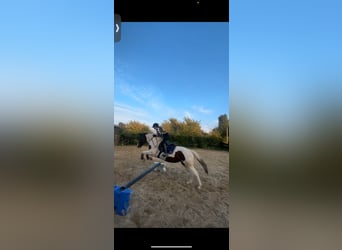 Suche reitbeteiligung (Reiter sucht Pferd)