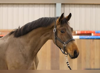 KWPN, Stallion, 3 years, 16.2 hh, Brown, in Rees,