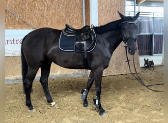 Westfale, Stute, 7 Jahre, 163 cm, Rappe, in Neuenkirchen