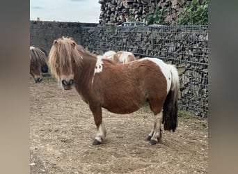 Poneys Shetland, Jument, 7 Ans, 90 cm, , in Daleiden