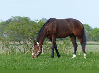 Gelding 3 years