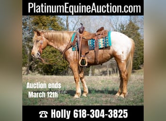 American Quarter Horse, Stute, 8 Jahre, 142 cm, Brauner, in greenville KY,