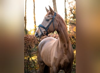Hannoveraner, Wallach, 5 Jahre, 174 cm, Fuchs, in Essen (Oldenburg)