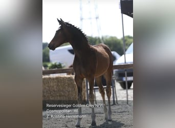 Stallion 