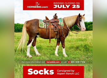 Plus de poneys/petits chevaux, Hongre, 12 Ans, 130 cm, Alezan brûlé, in Valley Springs, SD,