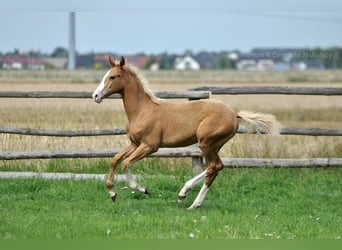 Polnisches Sportpferd, Hengst, 1 Jahr, 167 cm, Palomino, in Piecowice